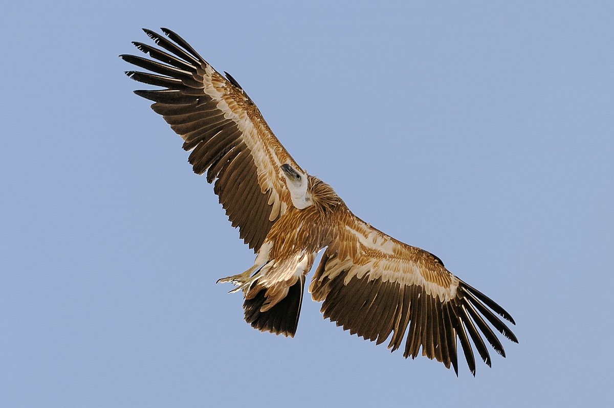 Un alto punto di vista