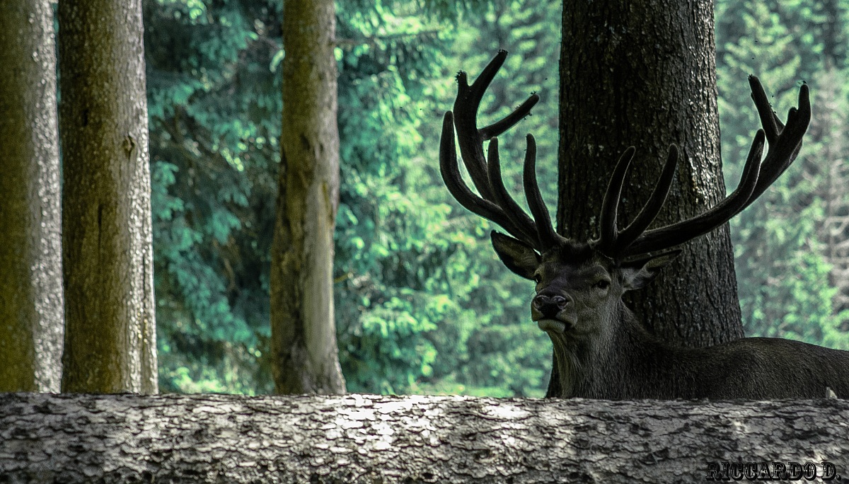 il cervo e i suoi palchi