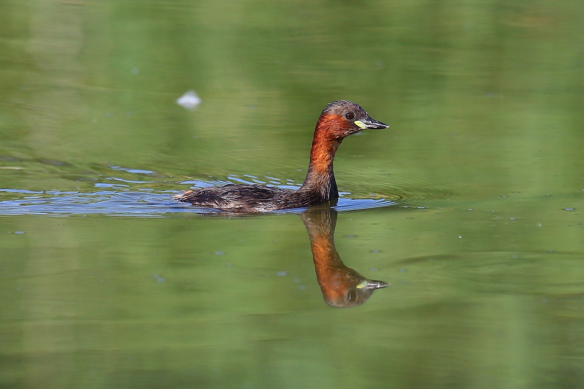Little Grebe