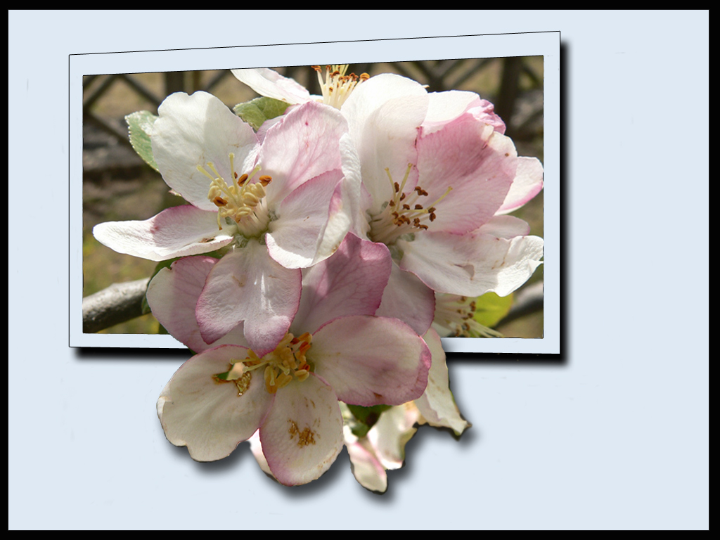 Fiore di melo (out of frame)