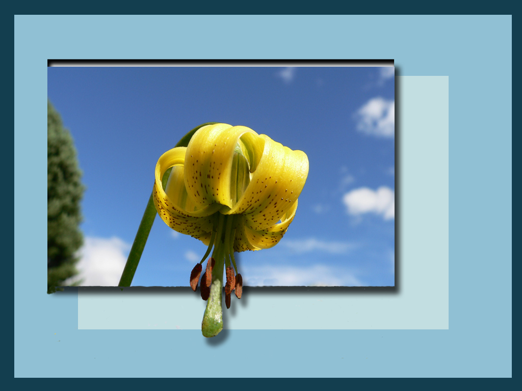 Giglio pomponio (out of frame)