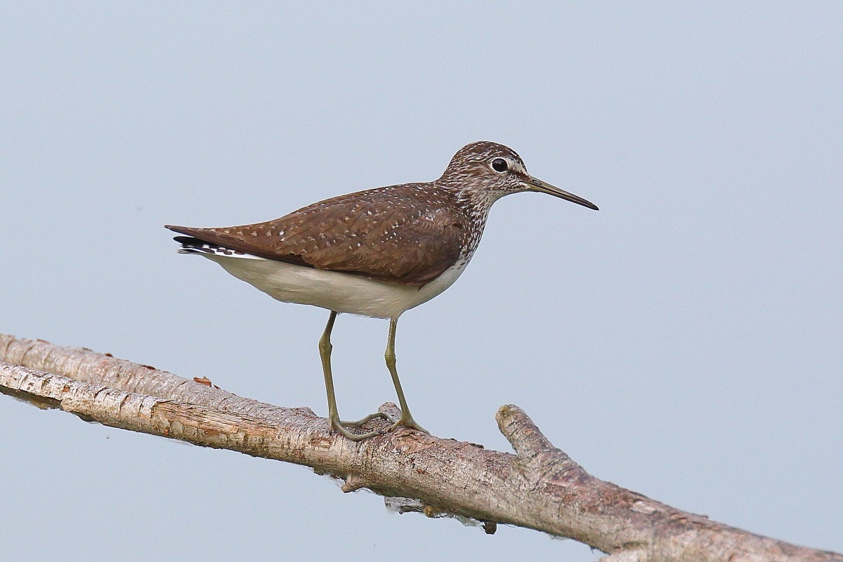 Green Sandpiper