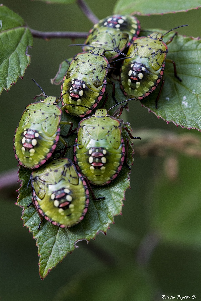 Cimici stato ninfa....