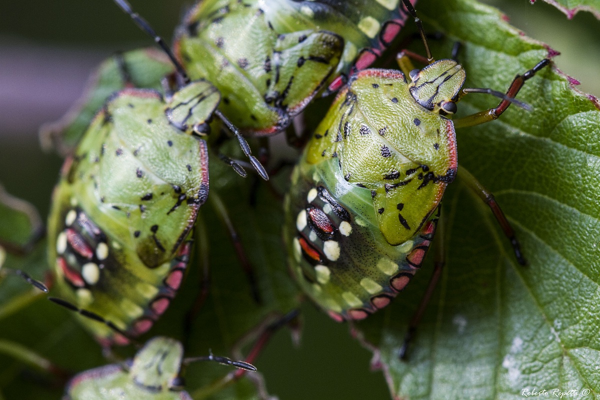 Cimici stato ninfa....