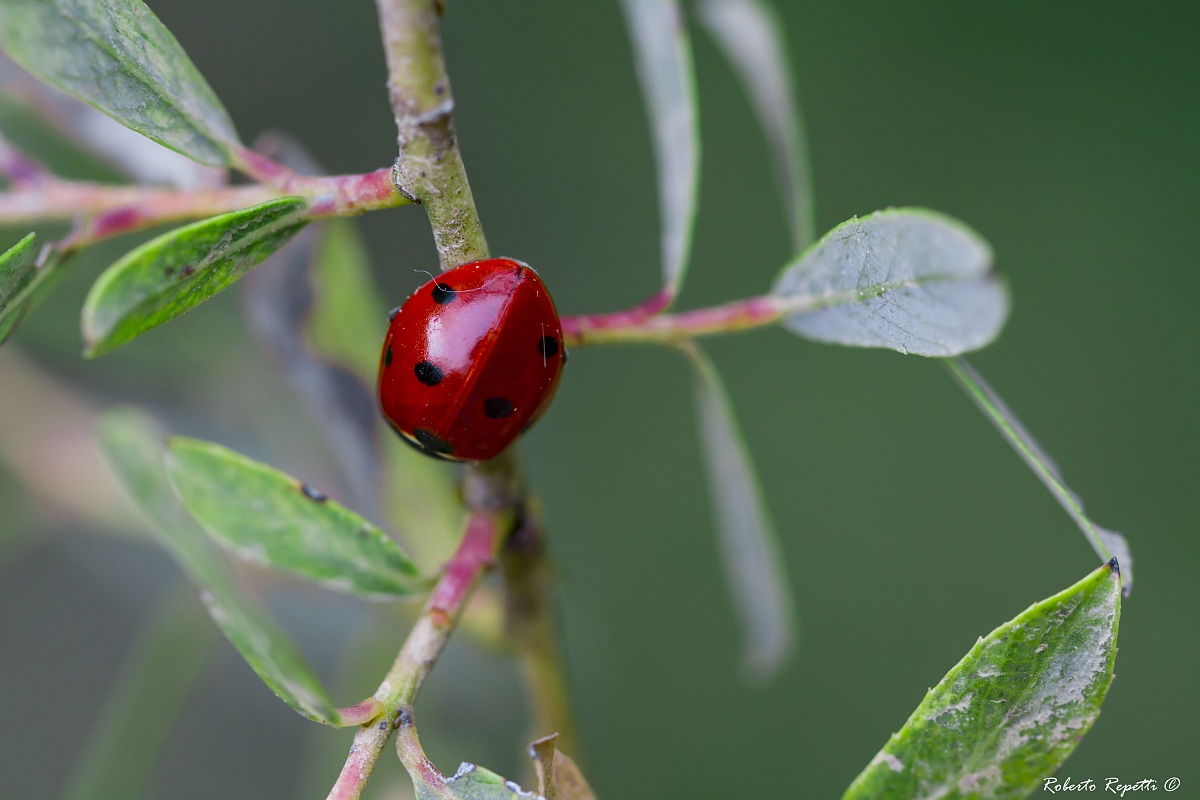 Coccinella