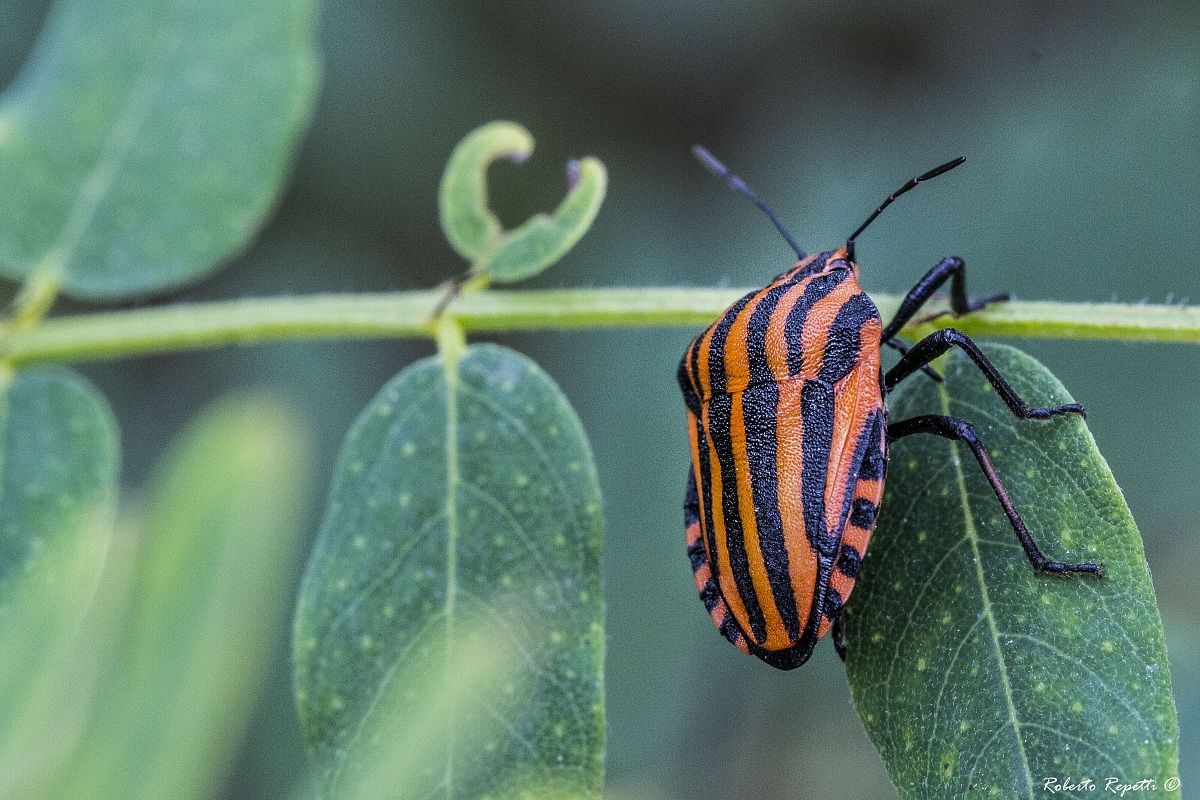 Cimice ... rosso nera..