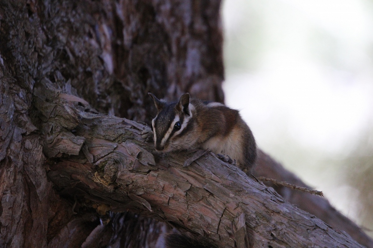 Scoiattolo californiano