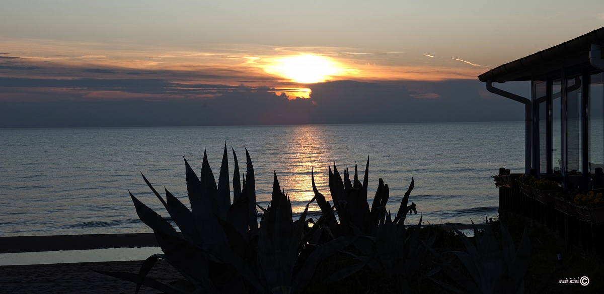 Agave  al tramonto