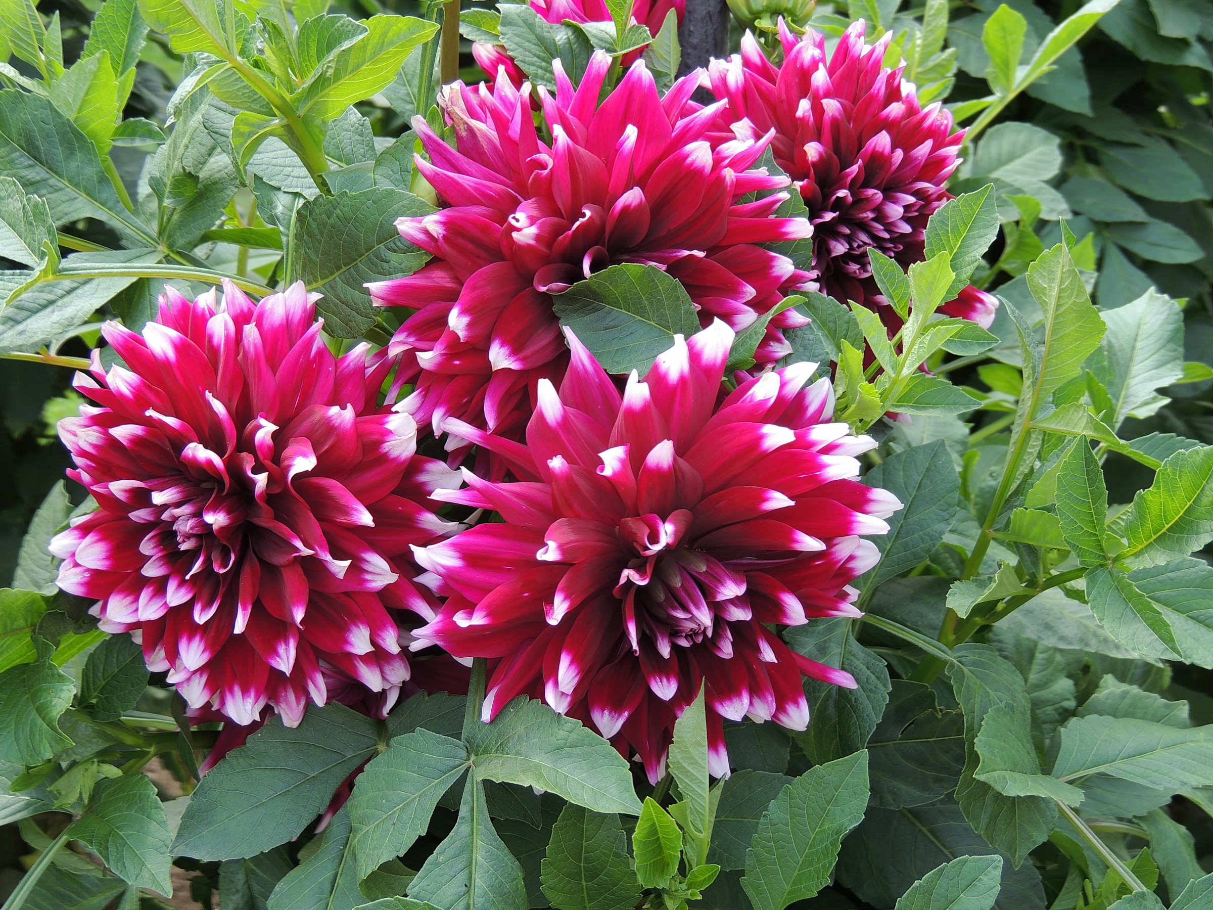 Le dalie di Villa Taranto 4