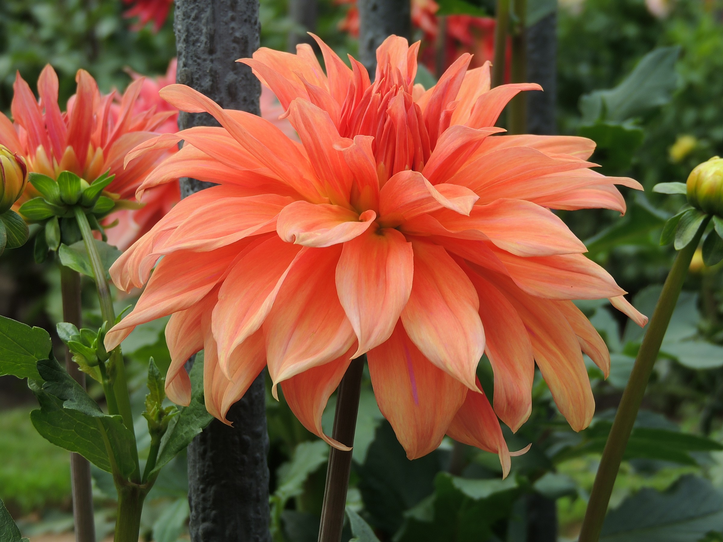 Le dalie di Villa Taranto 1