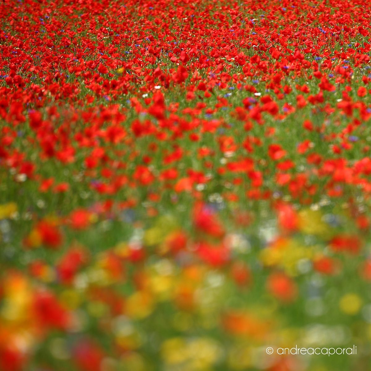 Papaveri a Castelluccio