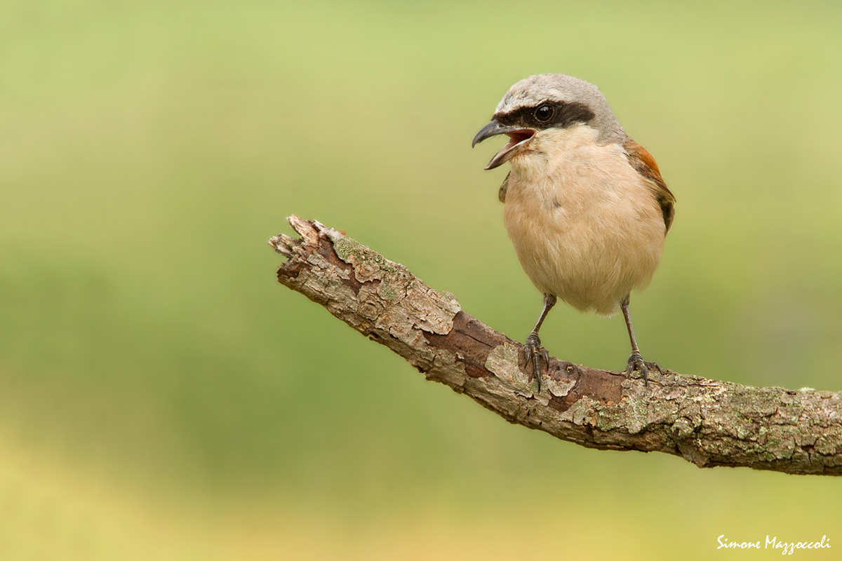 Il richiamo del maschio
