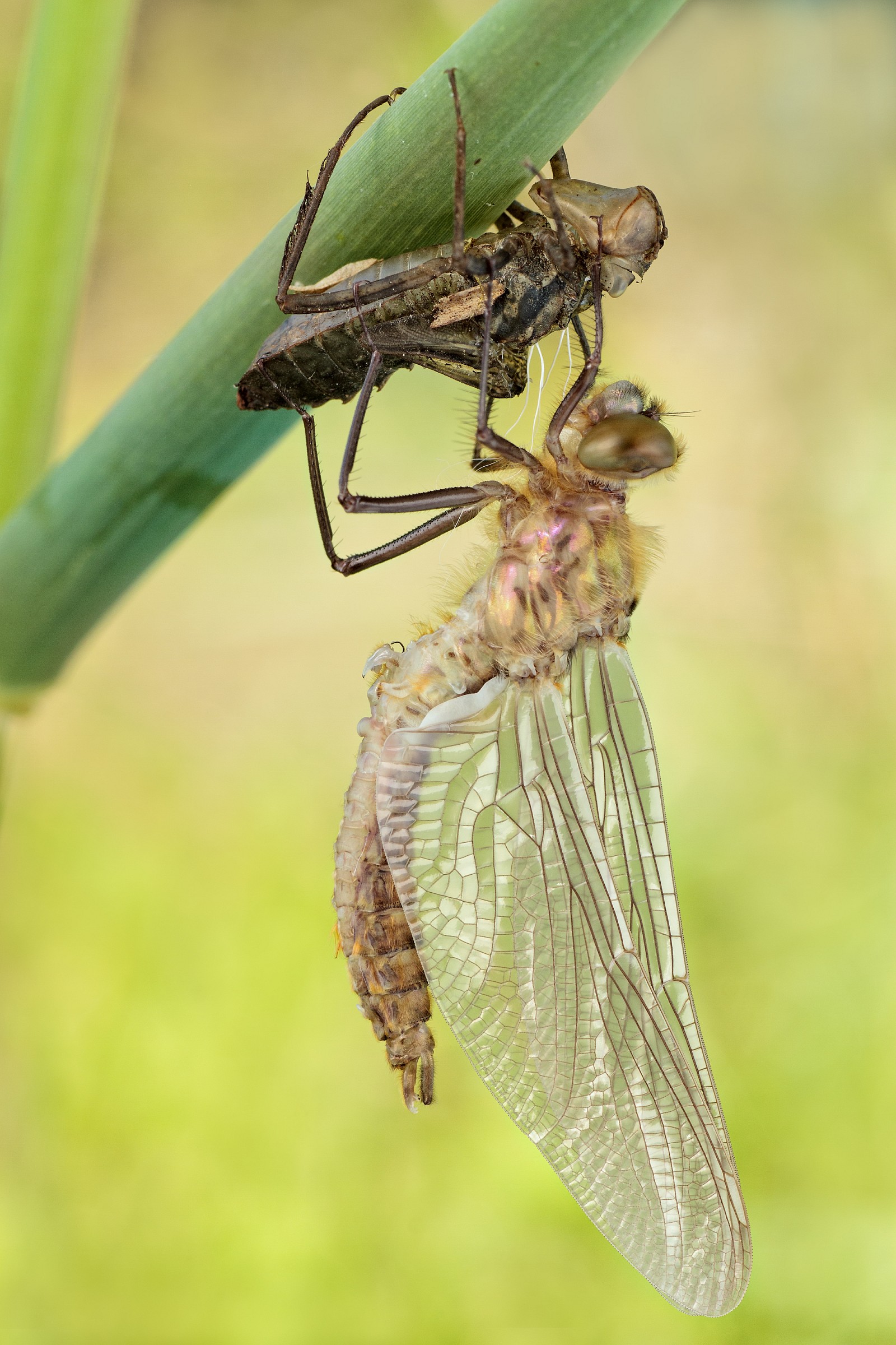 Cordulia aenea - part 2