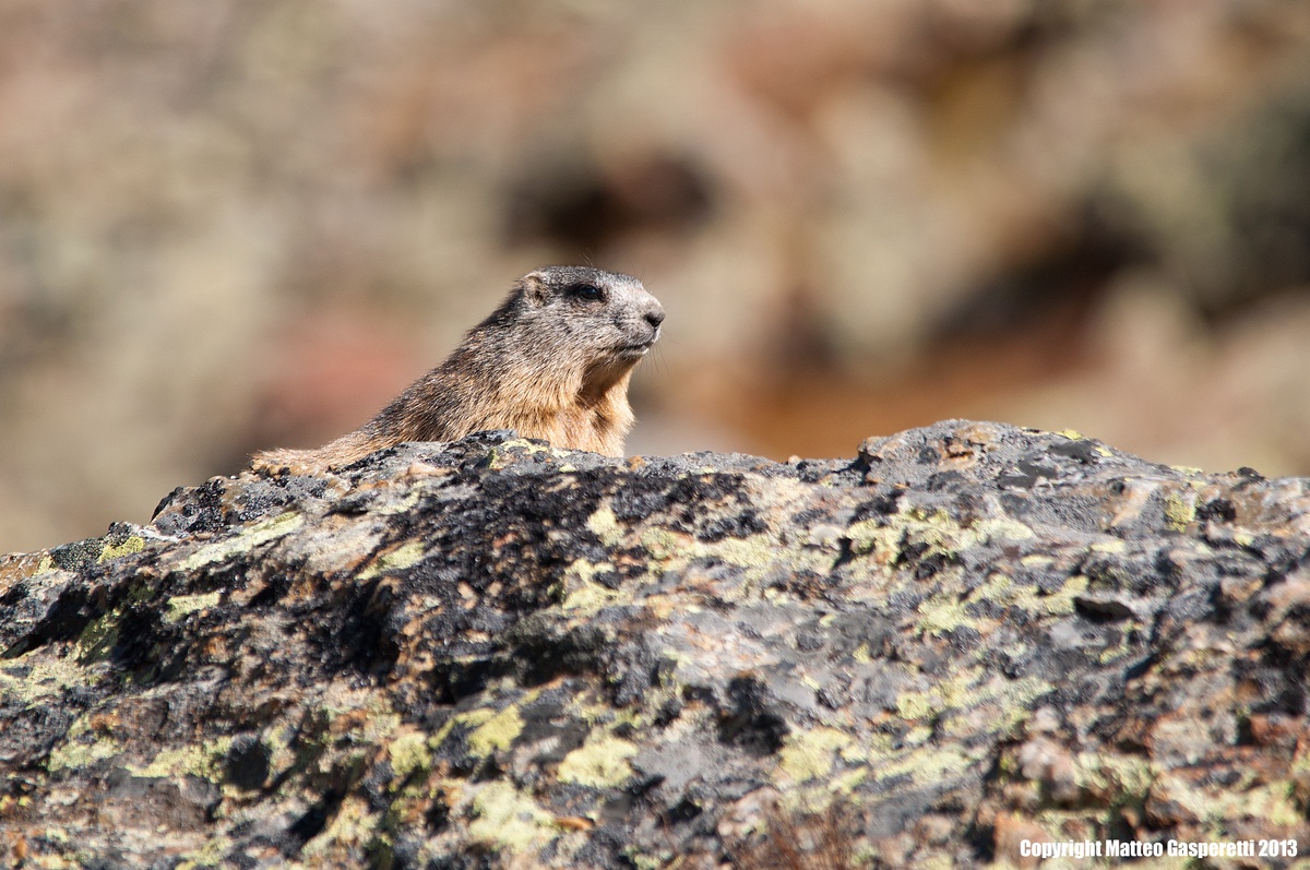 Marmotta (Marmota Marmota)