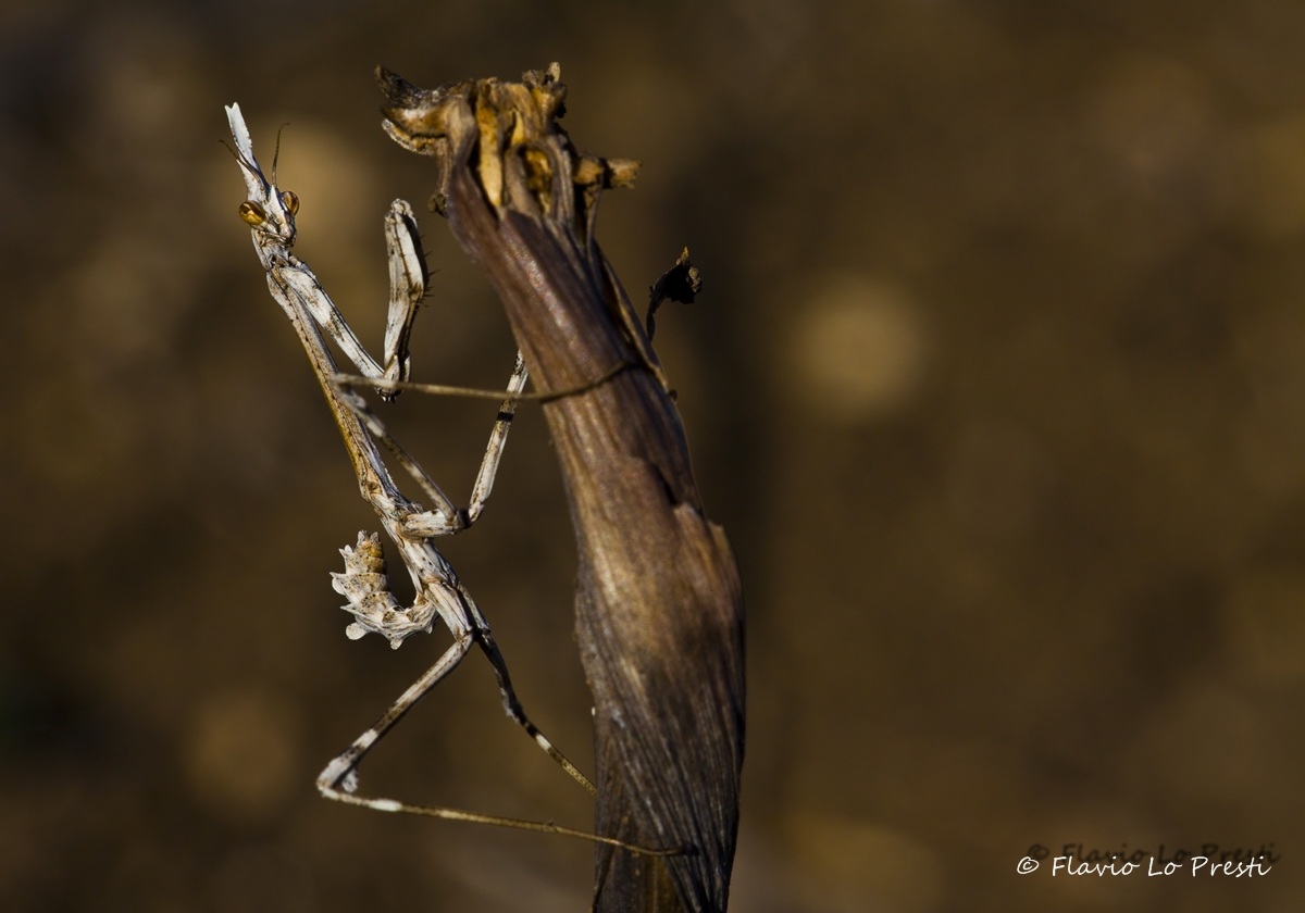 Empusa Pennata