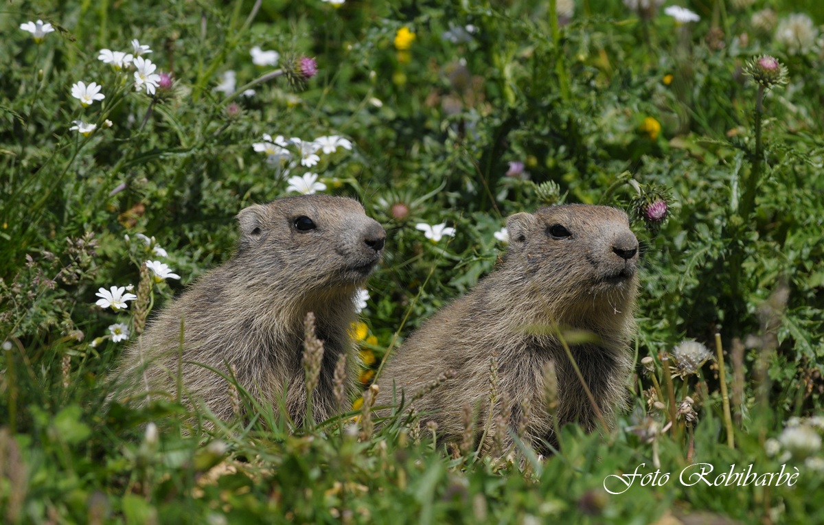 Marmottini... in coppia .....