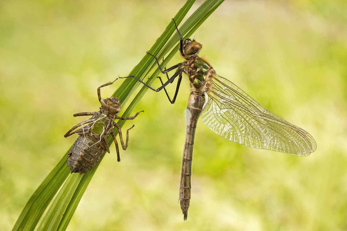 Cordulia aenea - part 3