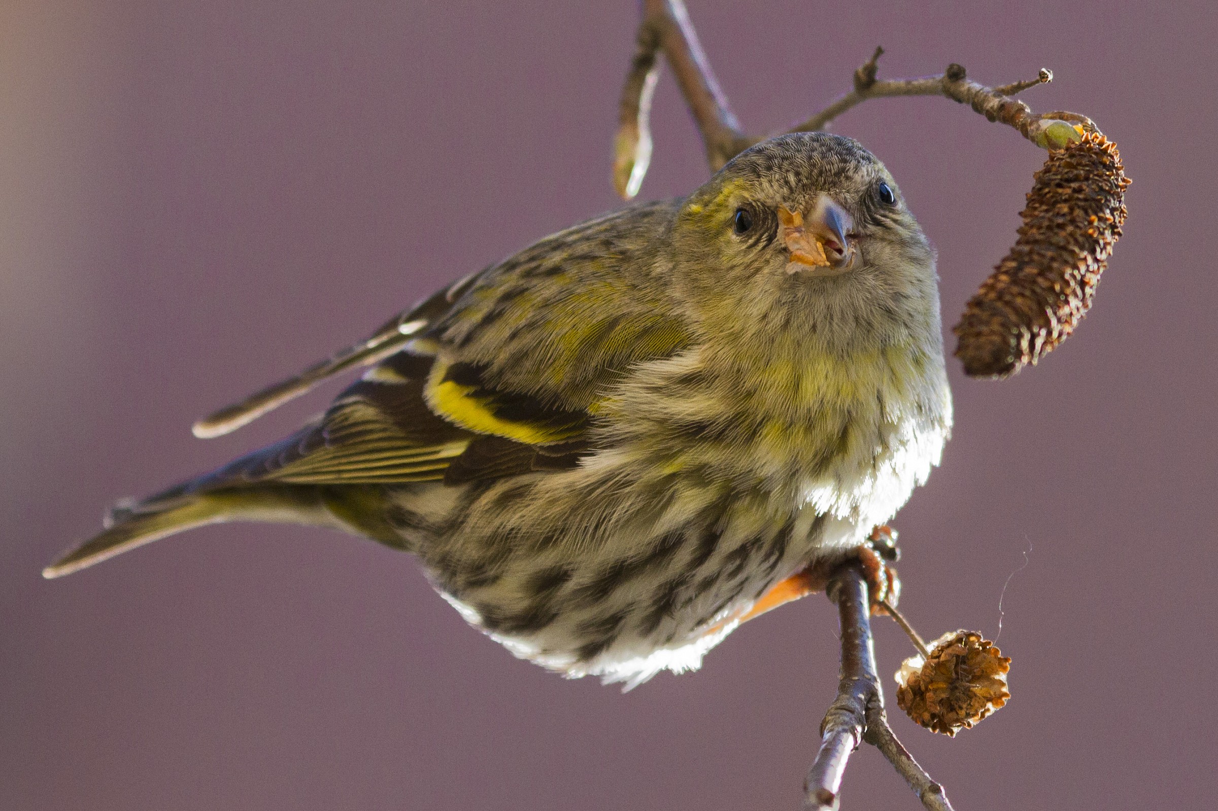 Lo sguardo del lucherino