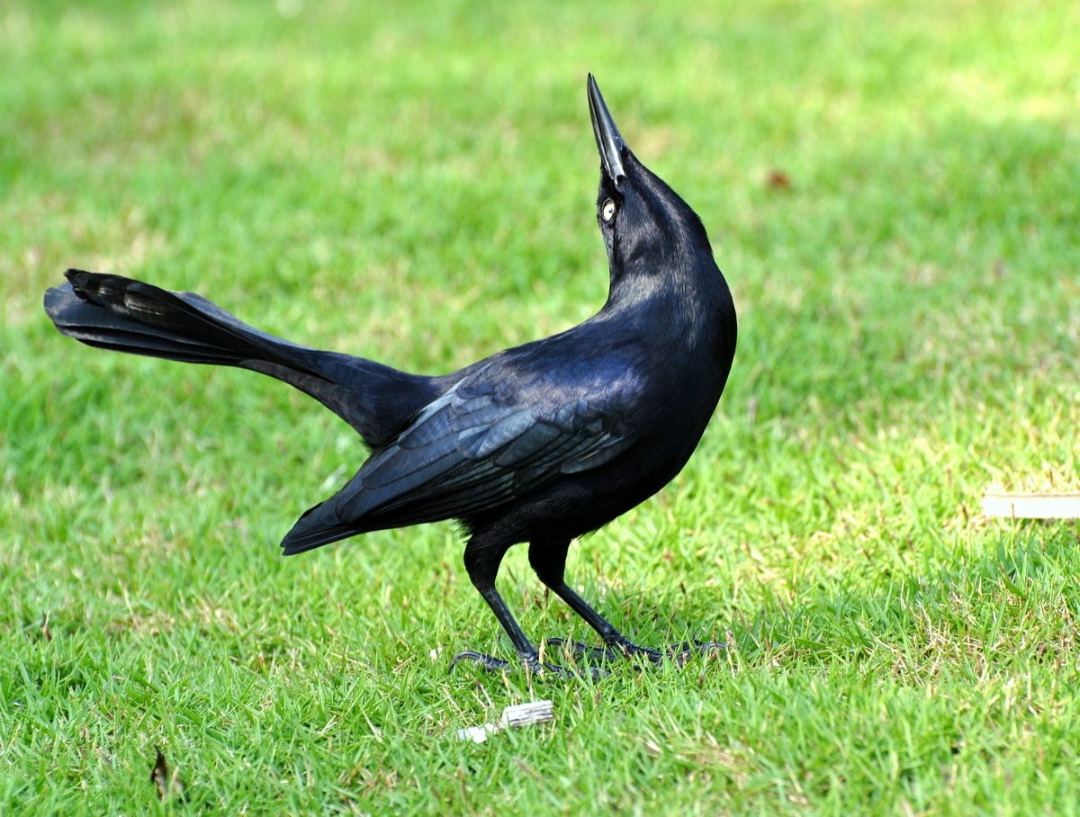 Antillean Grackle