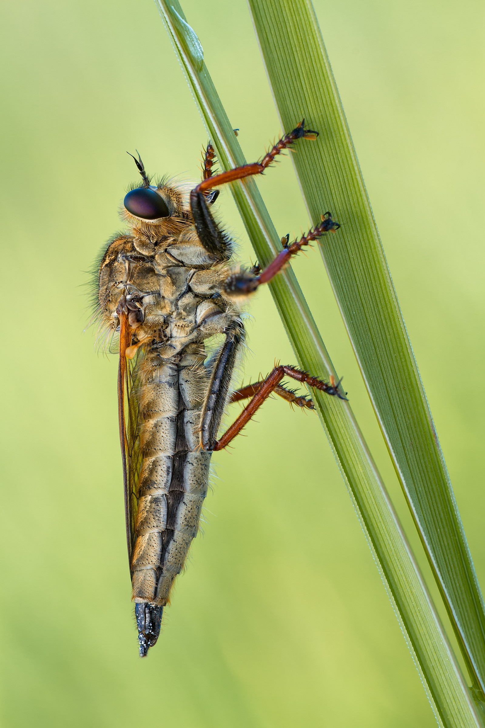 Asilus crabroniformis - female