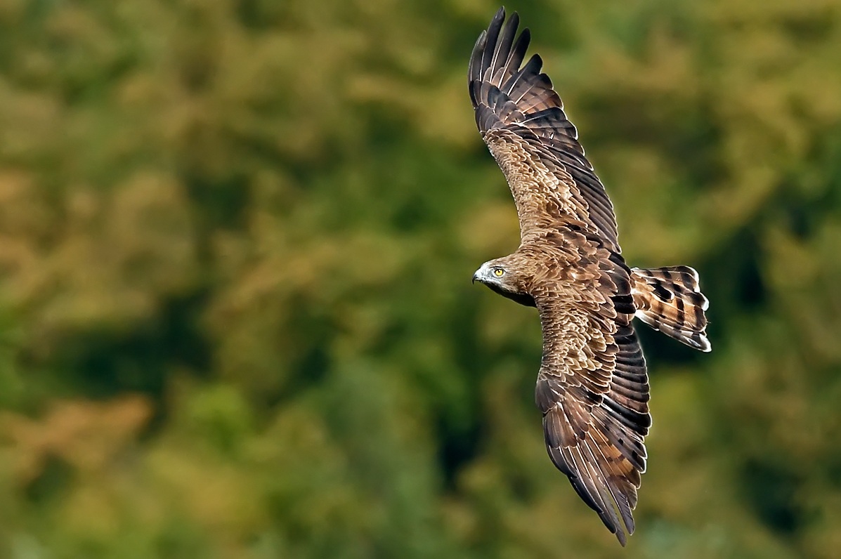 The eagle of the snakes