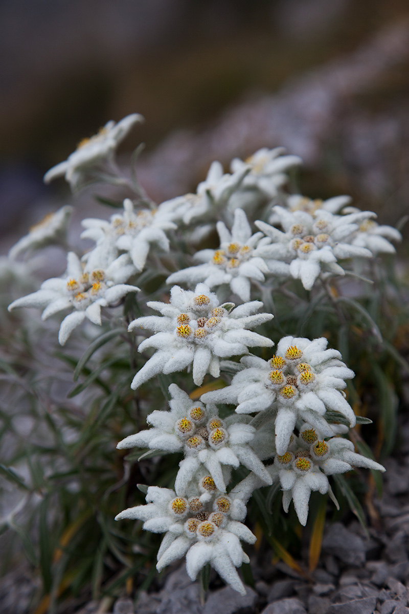 edelweiss