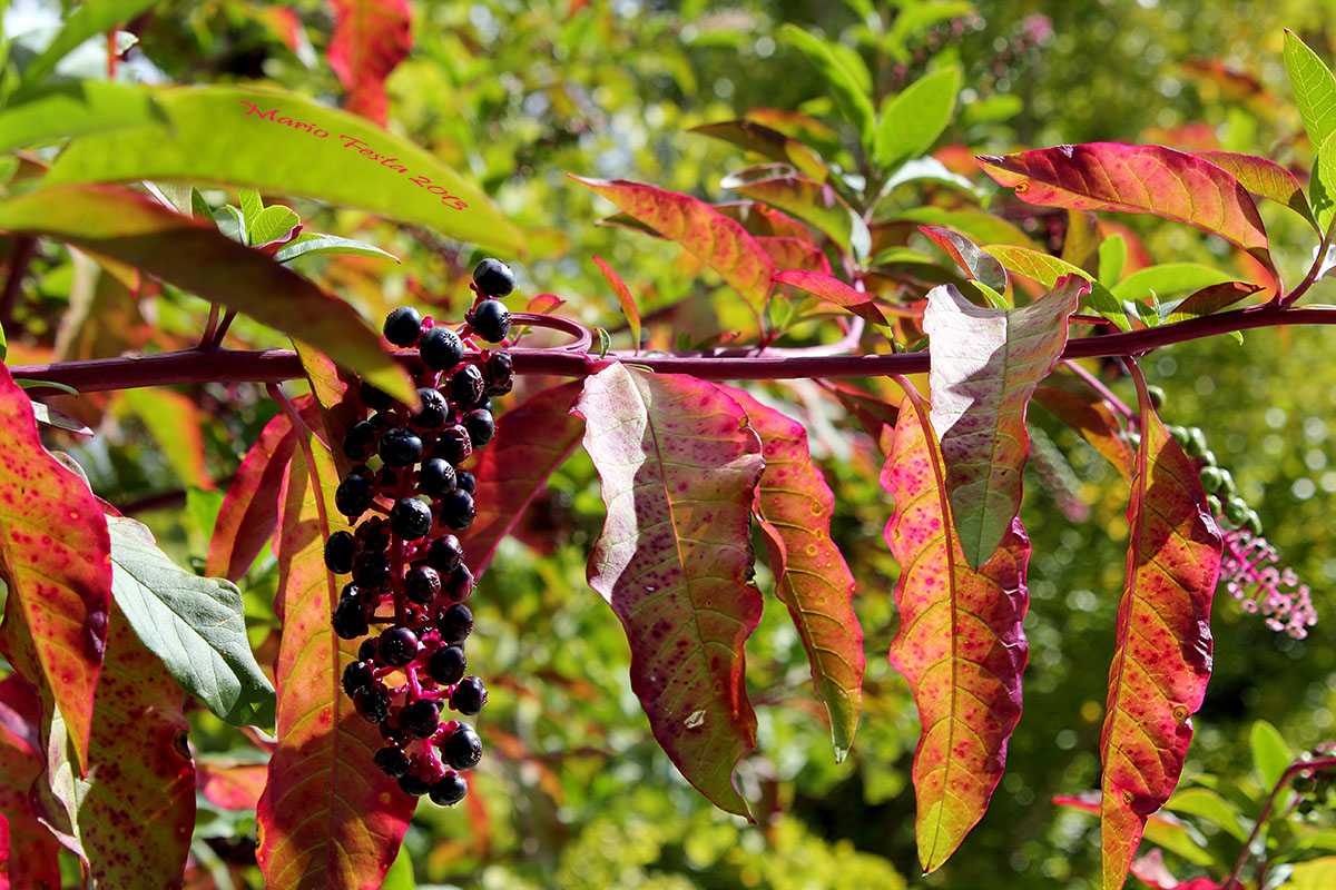 The first autumn colors