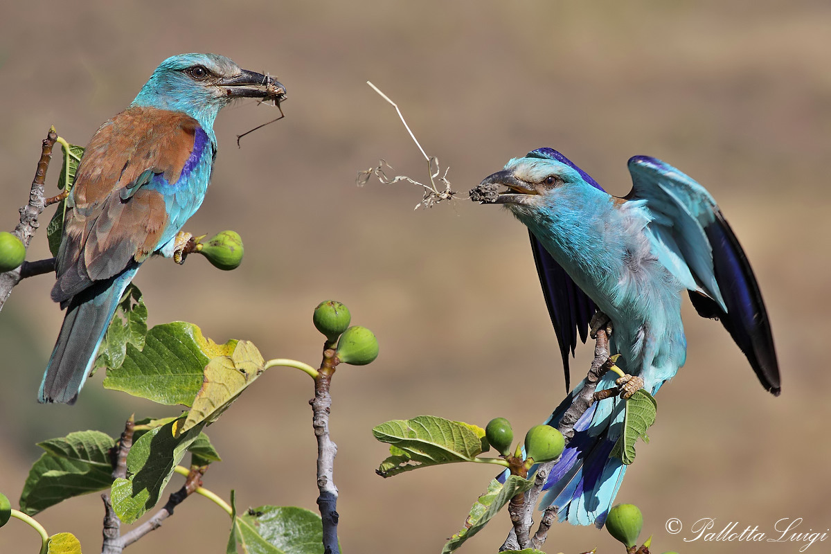 (Coracias garrulus)