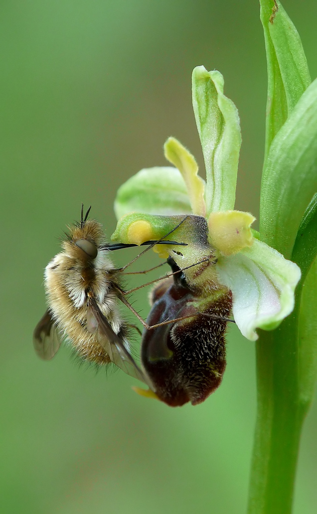 Ophrys archipelagi with Bombylius major