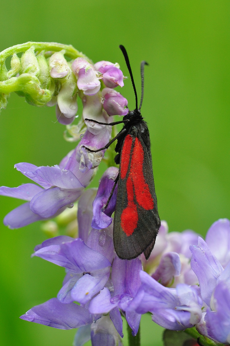 zygaena