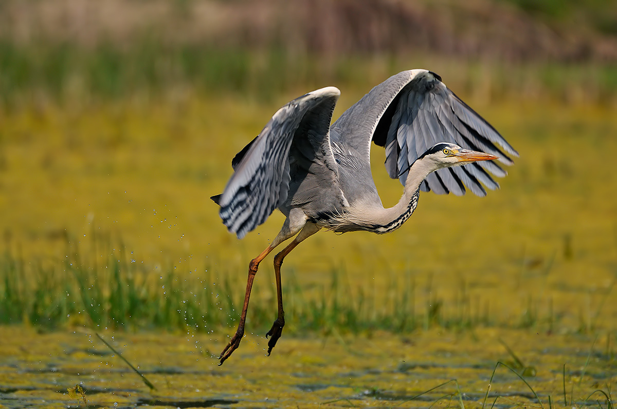 Grey Heron taking off