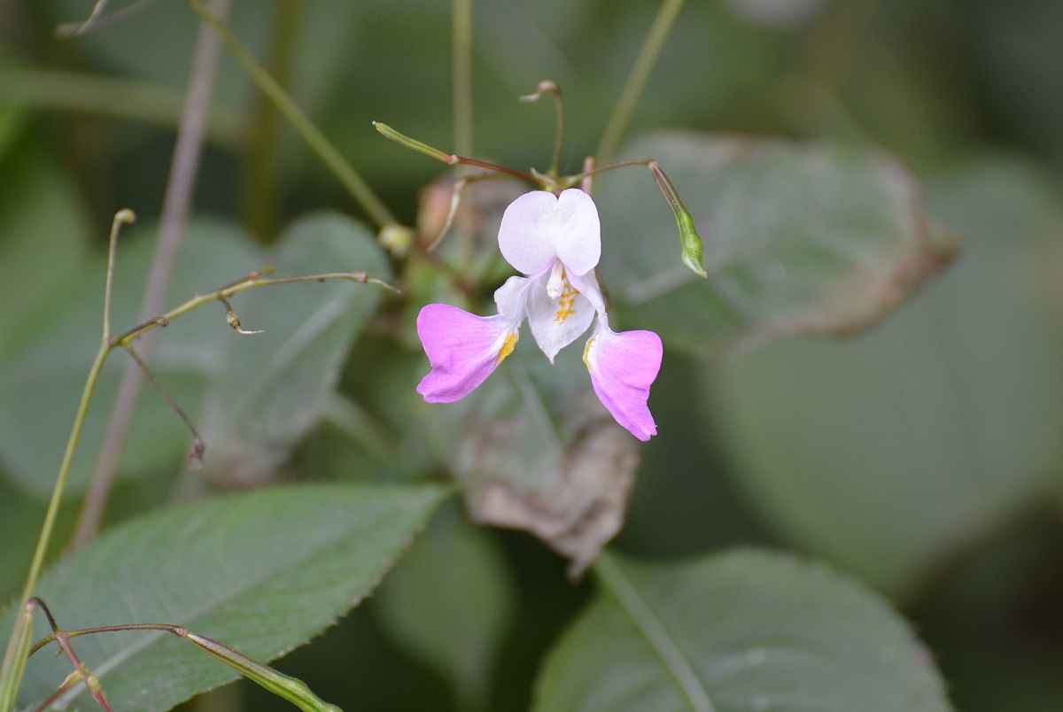 Impatiens Balfour alien species
