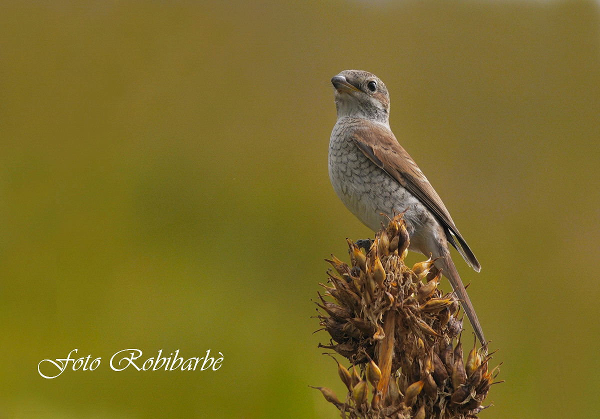 Averla piccola ......