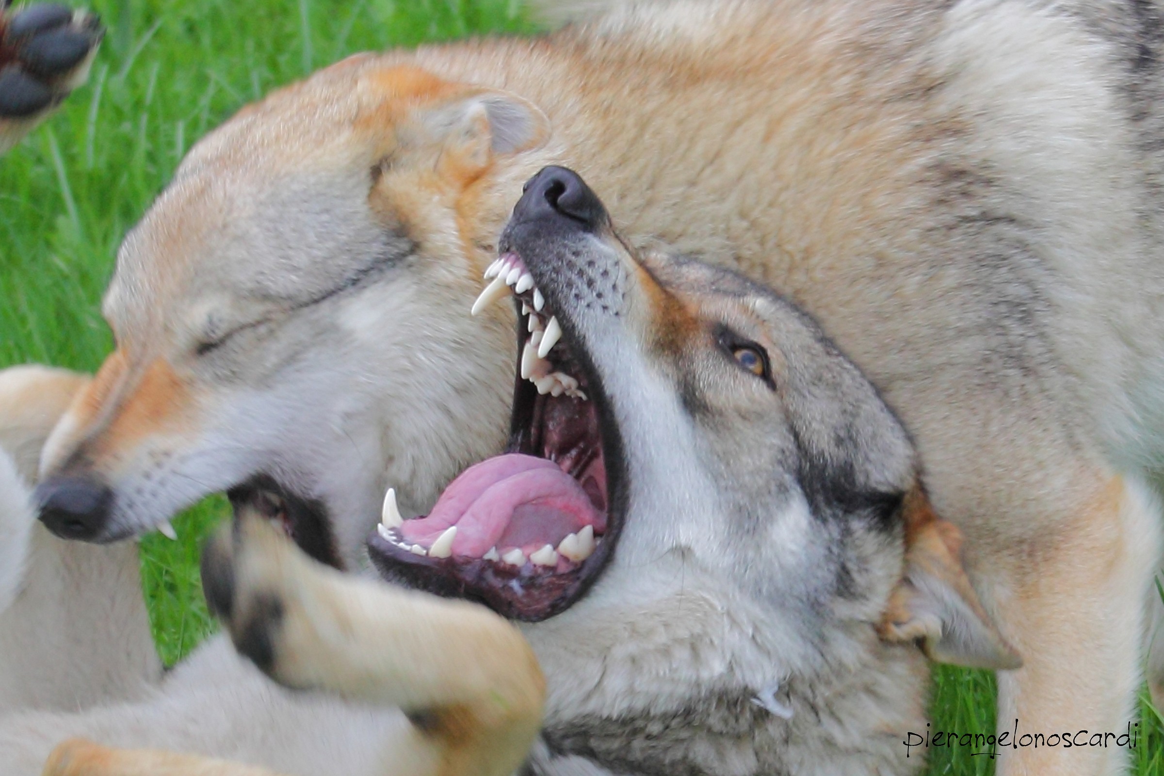 lorien and lucio wolf, wolves Czechoslovak