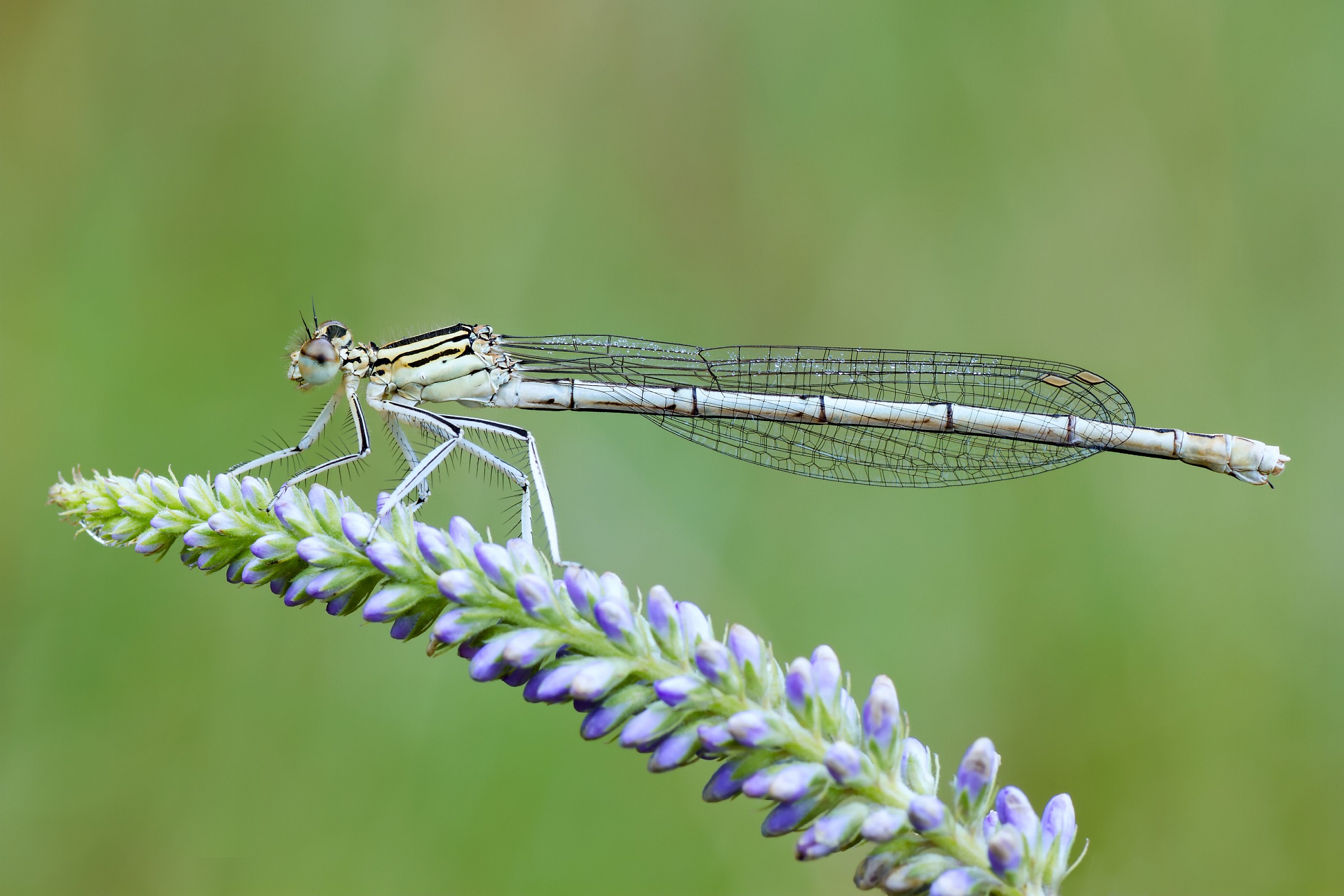 Platycnemis pennipes 1