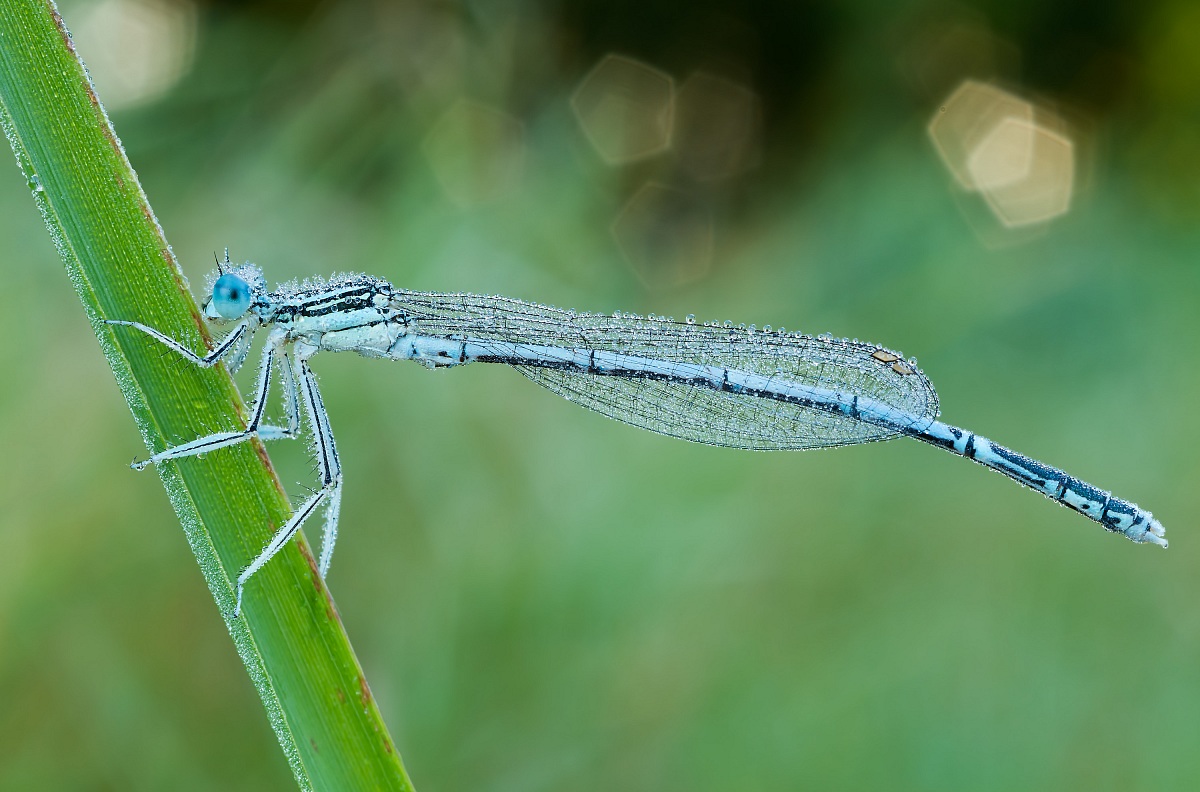 Platycnemis pennipes 2