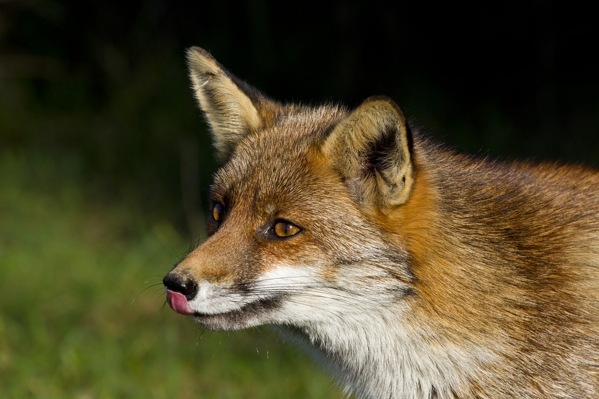 Portrait of fox