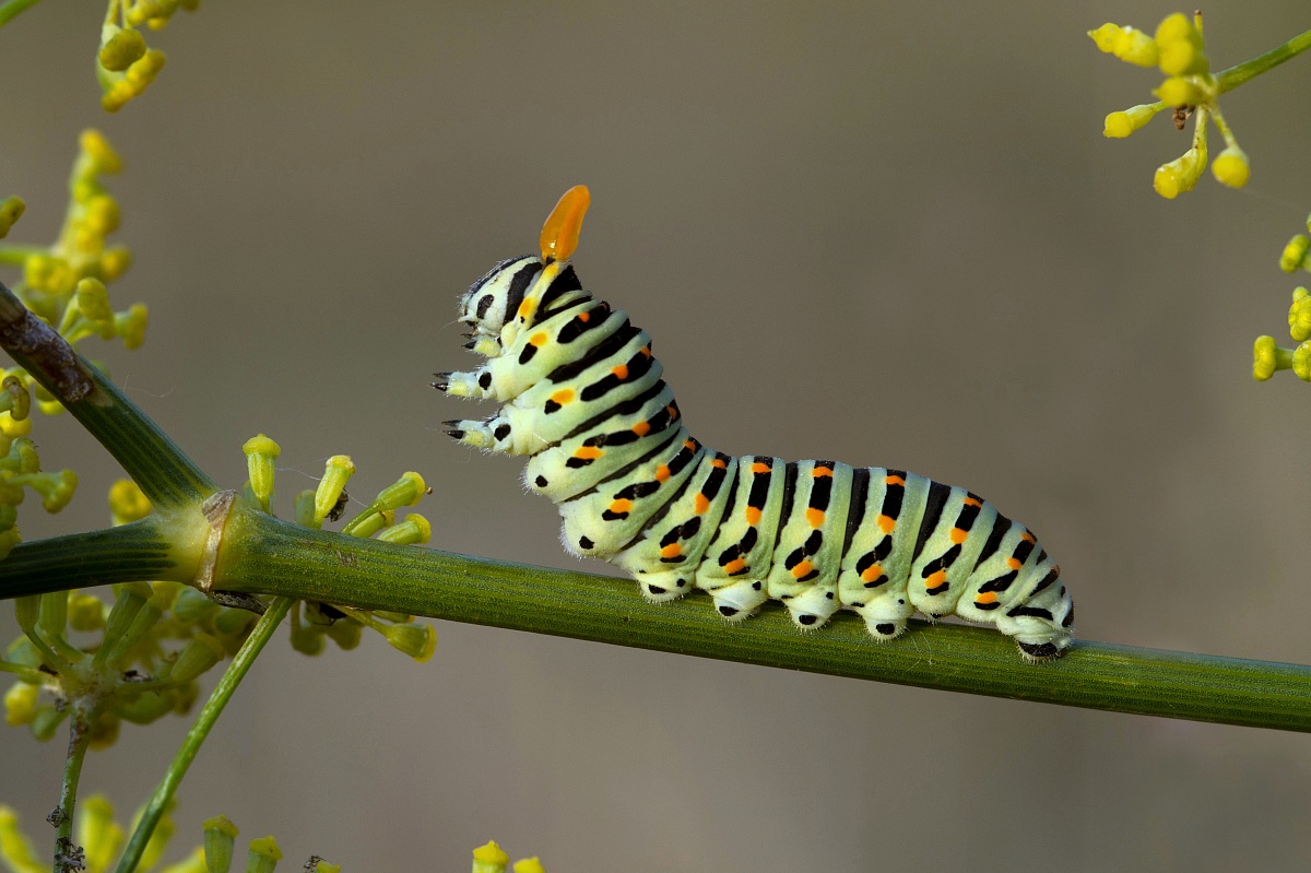 Caterpillar of swallowtail