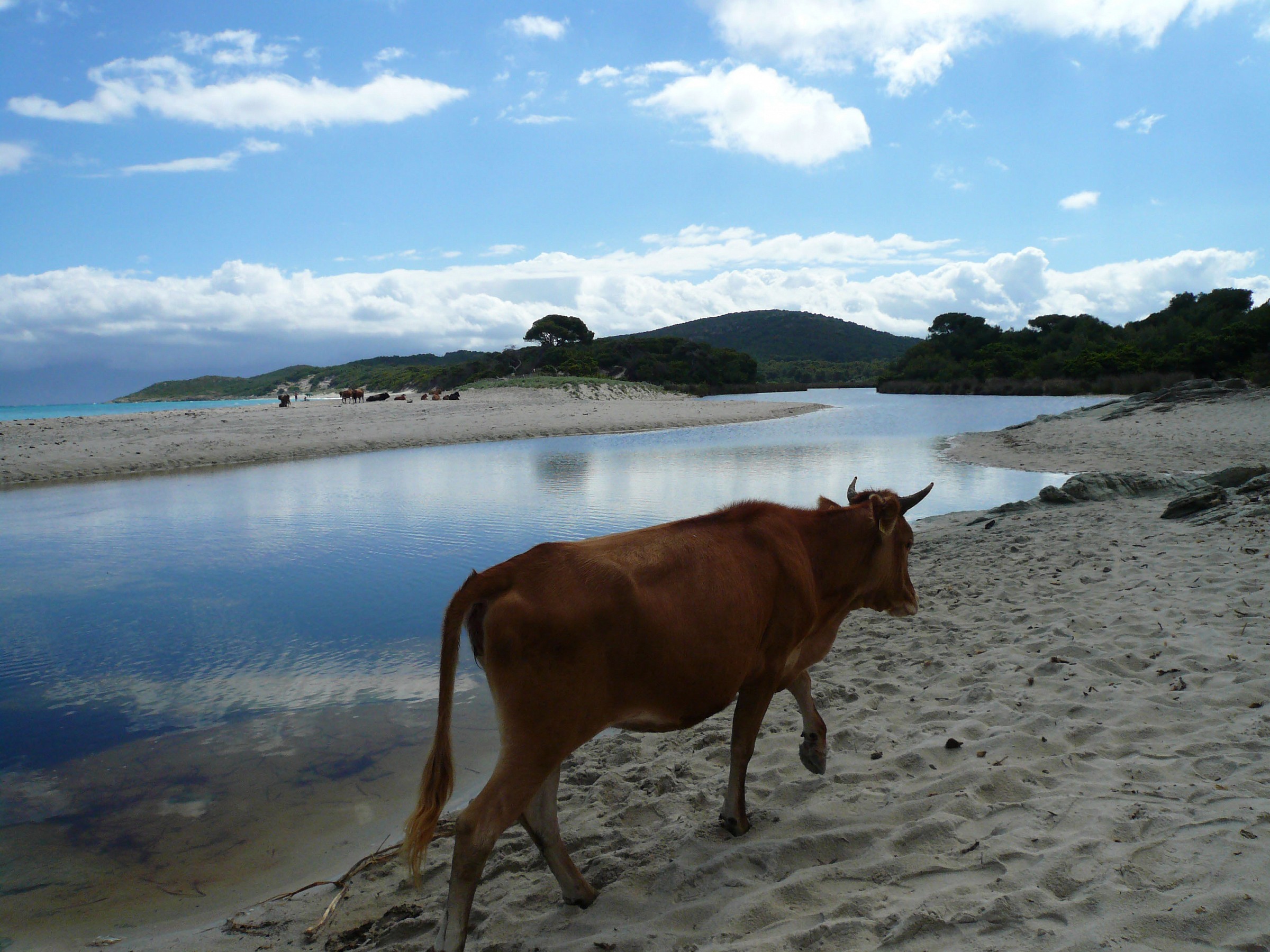 corsica beach saleccia