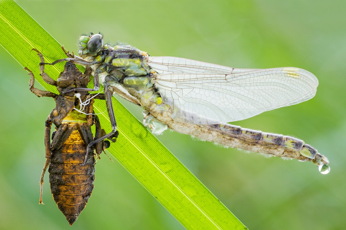 Gomphus vulgatissimus 1