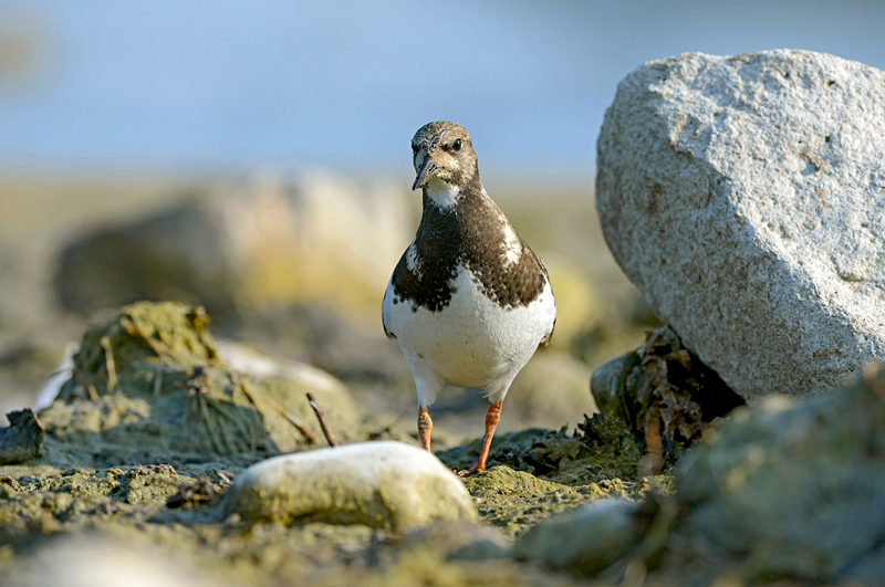 Turnstone