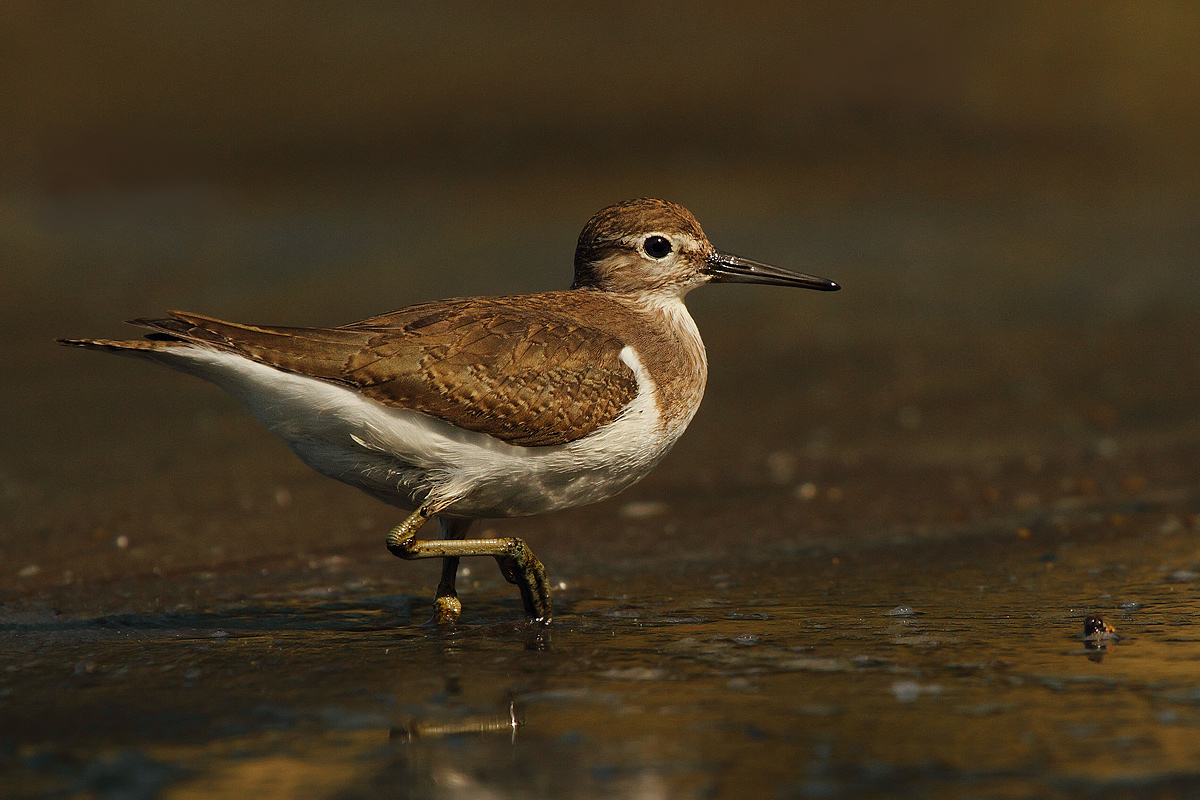 Common Sandpiper