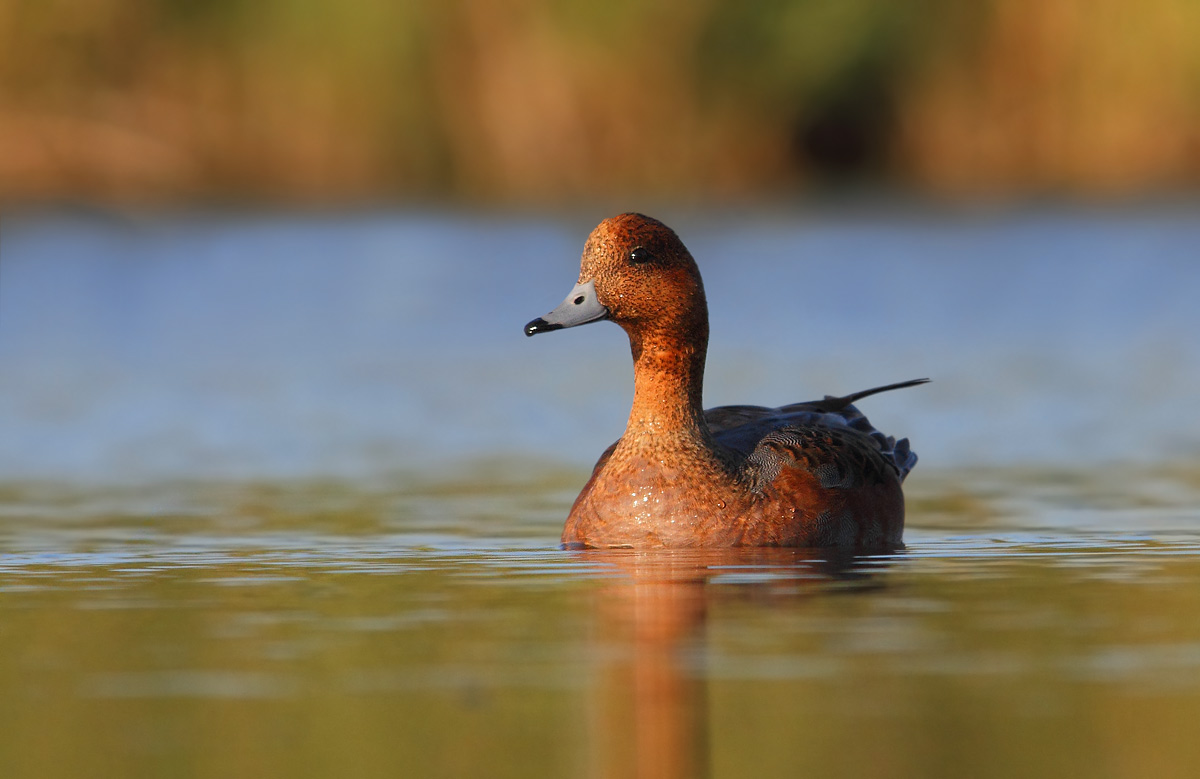 wigeon