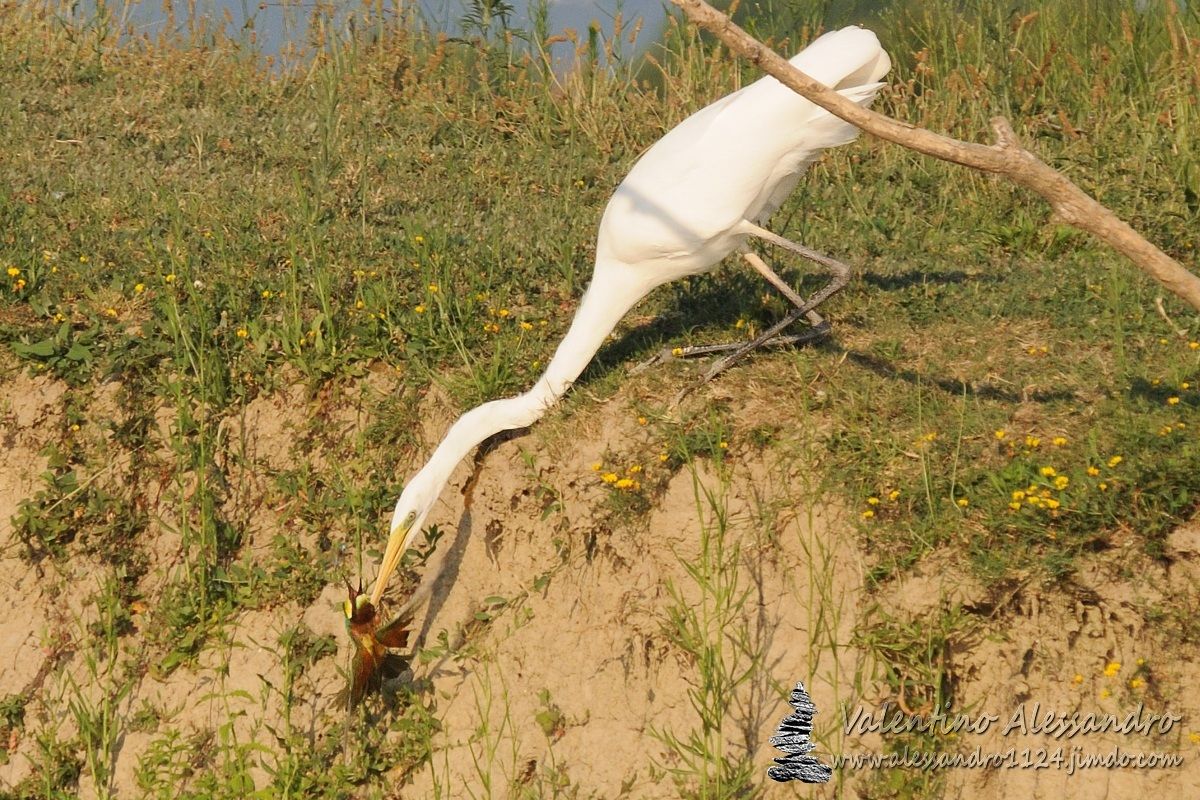 Basta pesce !! L'airone bianco cambia dieta