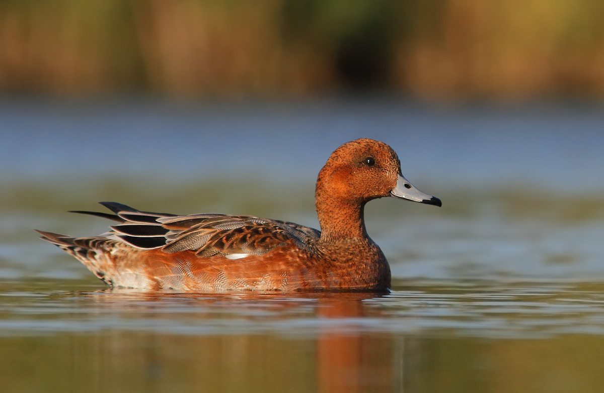 wigeon