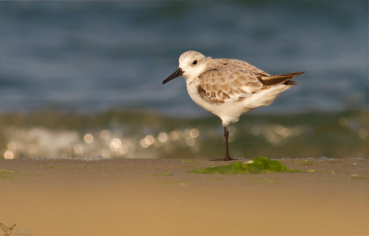 Piovanello tridattilo