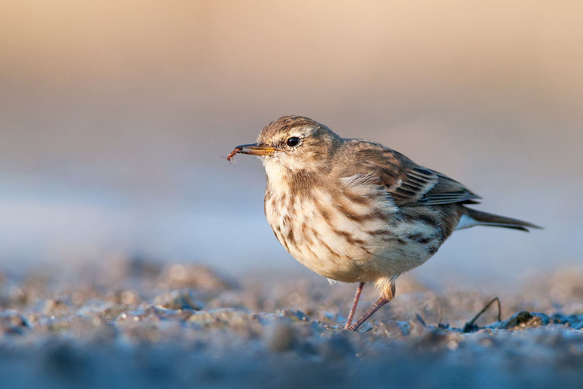 Water Pipit in the hunt