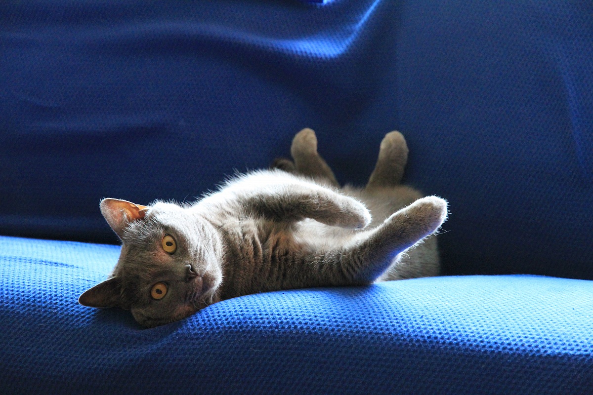 Il principe del relax