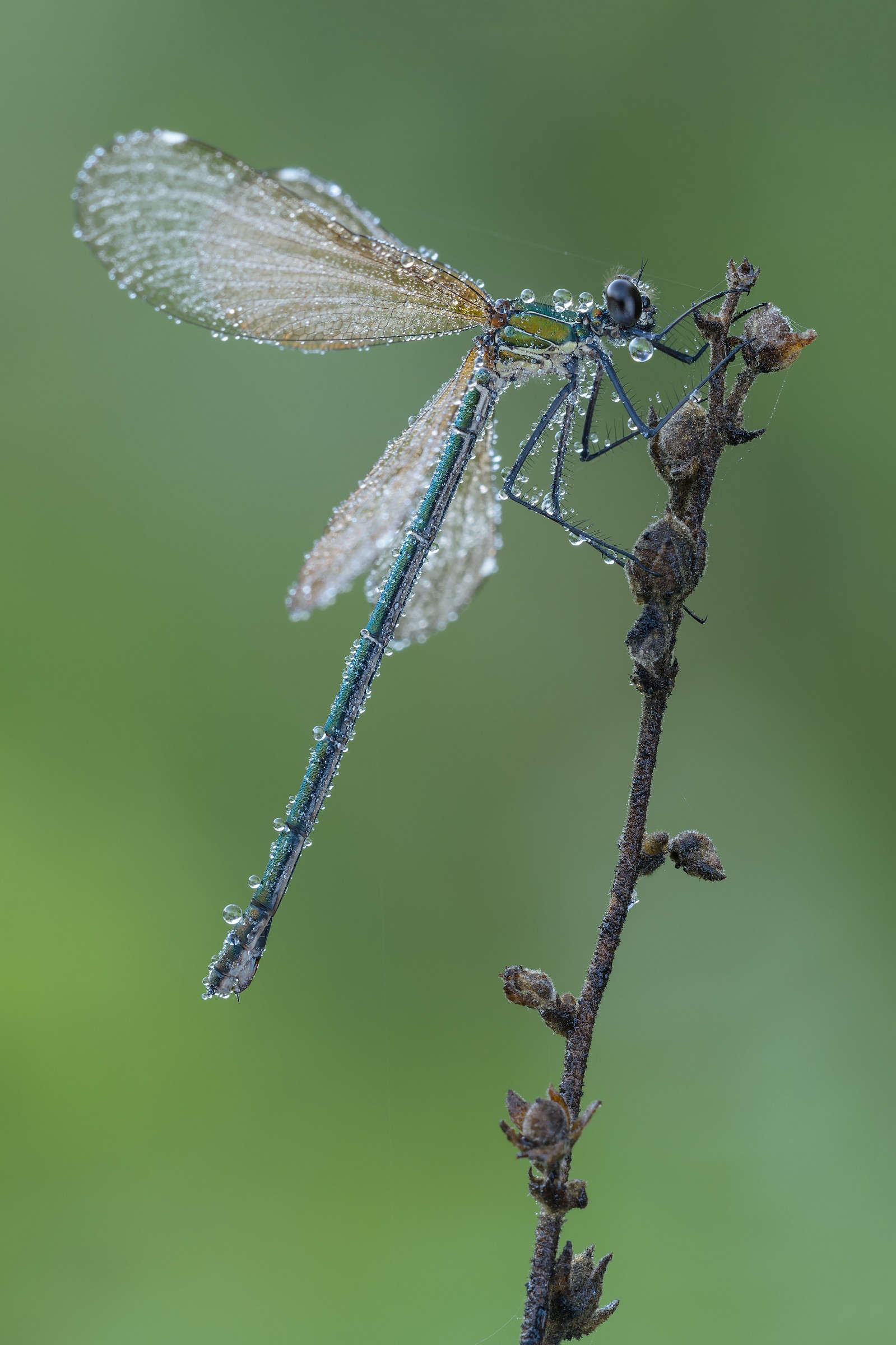 Calopteryx haemorrhoidalis - female