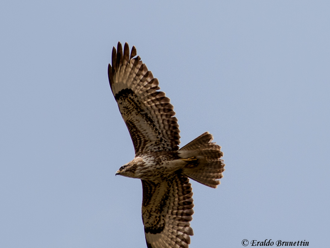 Poiana (Buteo buteo)